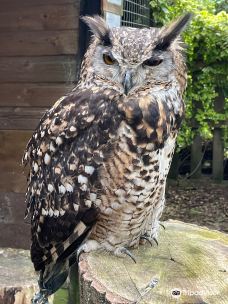 Rutland Falconry and Owl Centre-埃克斯顿