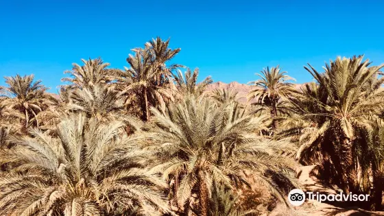 Amassakoul