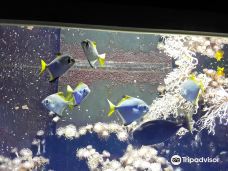 基尔水族馆-基尔