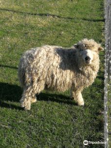 Doonies Rare Breeds Farm-阿伯丁