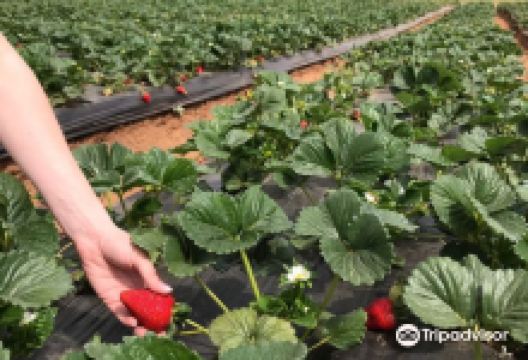 Kenny's Strawberry Farm景点图片