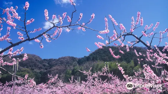 桃茂實苑