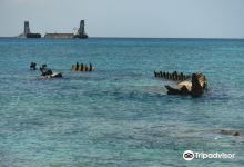 Pallas Wreck Reef景点图片