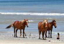 Currituck Beach景点图片