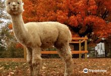 Sundrop Alpacas景点图片