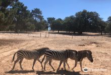 Badoca Safari Park景点图片