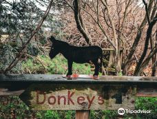 The Donkey Sanctuary of Canada-Puslinch