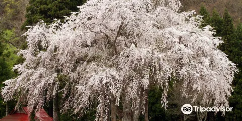 Weeping Cherry Tree of Oshira-sama