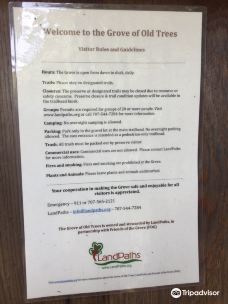 Grove of Old Trees-奥西丹透