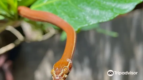 Bio-Ken Snake Farm