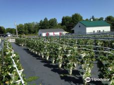 Strawberry Fields Hydroponic Farm-Sennett
