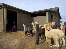 Long Acres Alpaca Farm-富兰克林县
