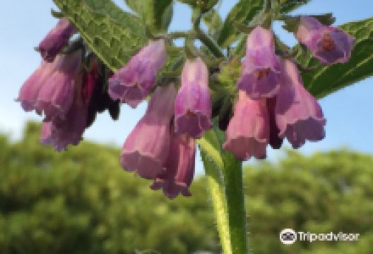 Y Gharey Garden Nursery景点图片
