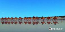 Cable Beach Camels - Camel Rides-布鲁姆