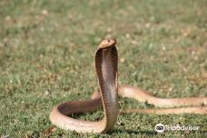 Lawnwood Snake Sanctuary-Greater Plettenberg Bay