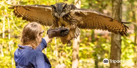 Carolina Raptor Center