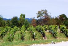 Oceana Winery and Vineyard景点图片