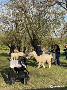 Alpaca Azerbaijan-沙马基区