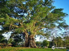 Canlaon City - Century Tree Dalakit-西内格罗