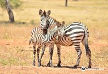 Joining Safaris景点图片