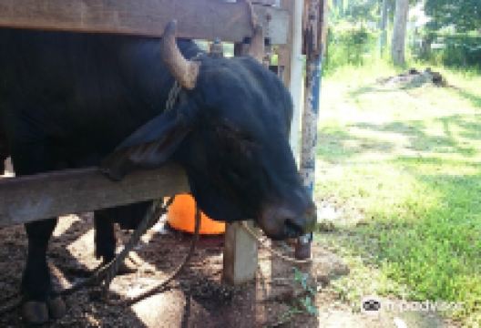 Rabbit Fun Land景点图片