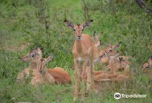 Phabeni Gate - Kruger National Park景点图片