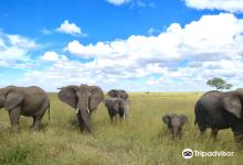 Makasa Tanzania Safaris景点图片