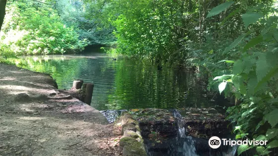 Black Dam Ponds