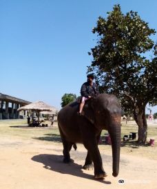 Elephant Study Center Surin-Krapho