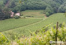 Società Agricola Castelveder景点图片