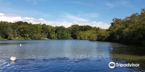 Bolam Lake Country Park