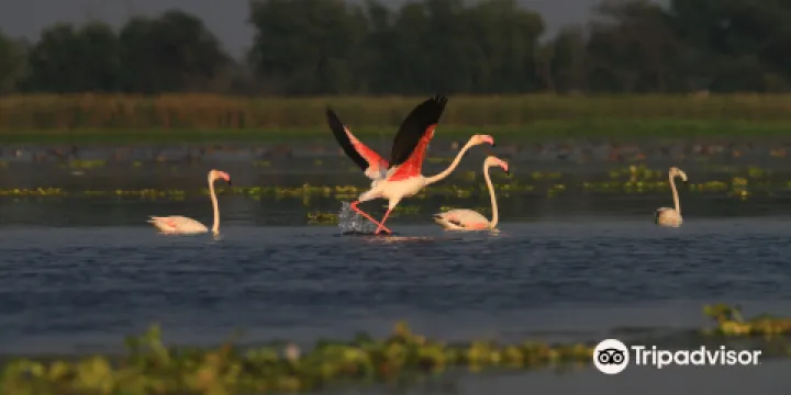 Nandur Madhmeshwar Bird Sanctuary