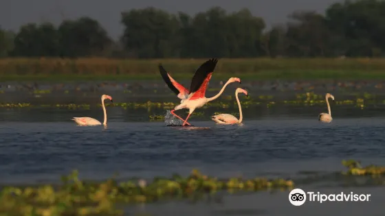 Nandur Madhmeshwar Bird Sanctuary