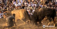 Barka Bull Fight Arena-巴尔卡