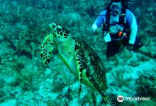 Belize Pro Dive Center购物图片