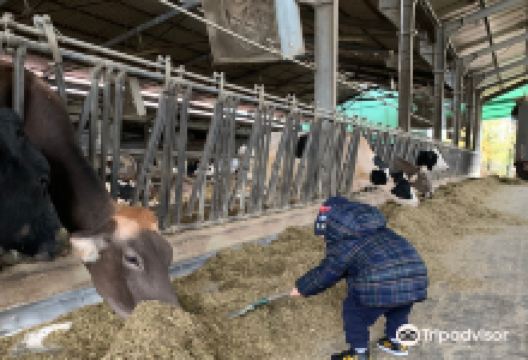 Azienda Agricola Juvenilia景点图片