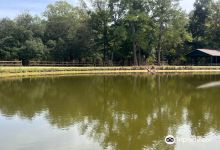 Blue Springs State Park景点图片