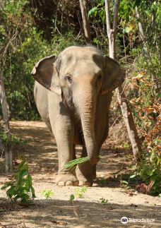 Phuket Nature Elephant Reserve-普吉岛