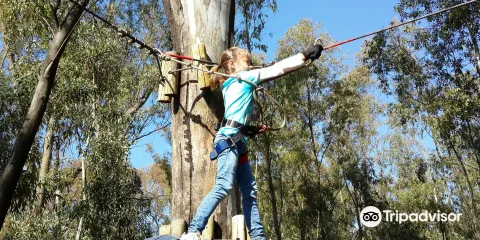 Acrobranch Centurion