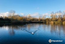 Bedfont Lakes Country Park景点图片