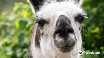 BC Wildlife Park