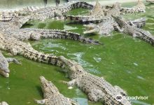 达沃鳄鱼公园景点图片