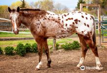 Healing With Horses at Wildrose Horse Farm, Inc. 501c3景点图片