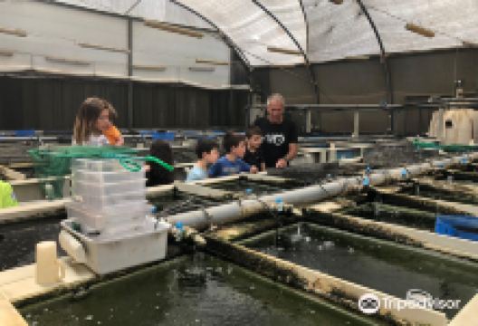 Ginat Fish - Meshek Ginal景点图片