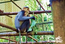 Endangered Primate Rescue Centre景点图片