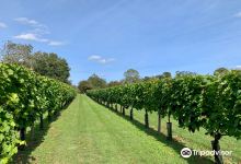 Shawsgate Vineyard景点图片