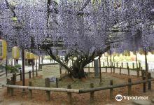 Josenjino Fuji Temple景点图片