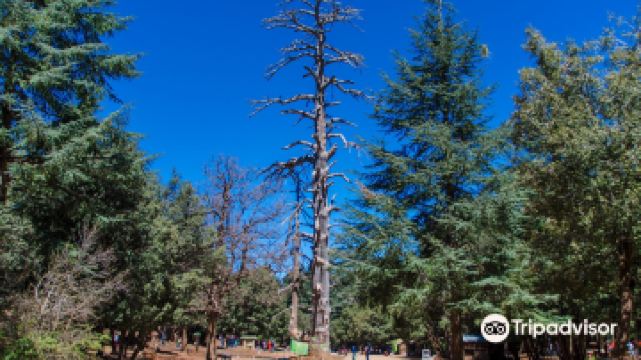 Cèdre Gouraud Forest Cedre Gouraud Forest