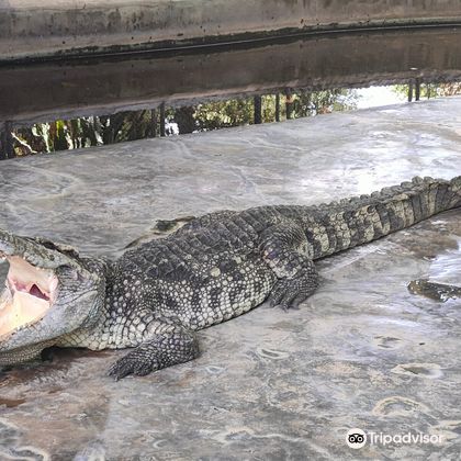 鳄鱼农场+千手观音庙+泰国苏梅岛徒步行一日游