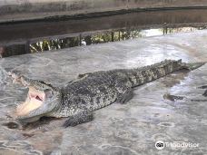 鳄鱼农场-苏梅岛